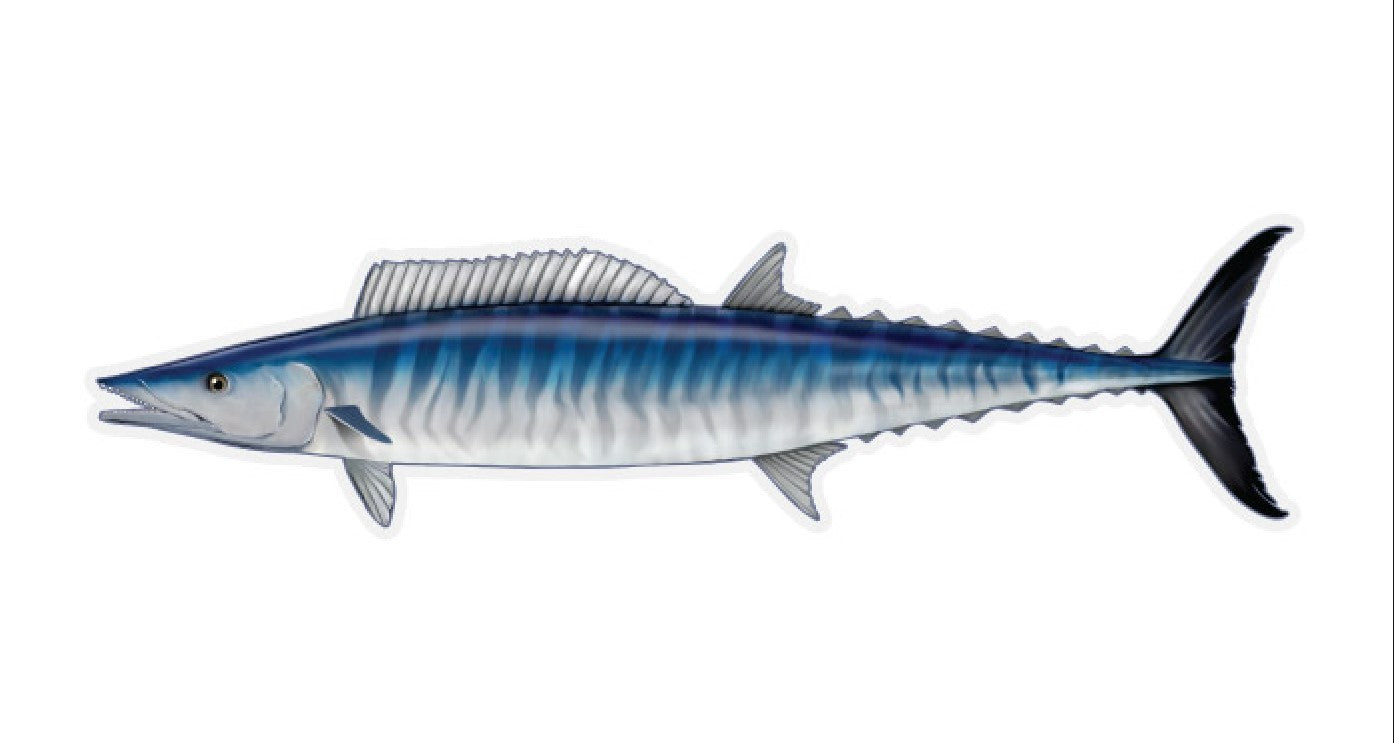 12 inch Fish Decal Stickers Wahoo, Mahi, White Seabass, Yell