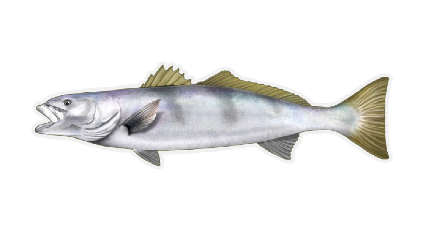 12 inch Fish Decal Stickers Wahoo, Mahi, White Seabass, Yell