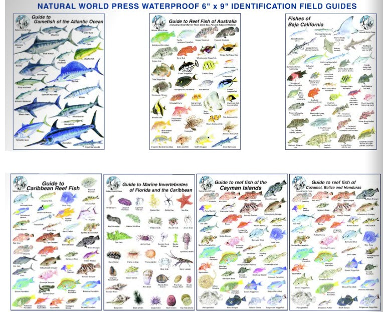 Trident 6x9 Fish ID Cards Natural World Press Waterproof