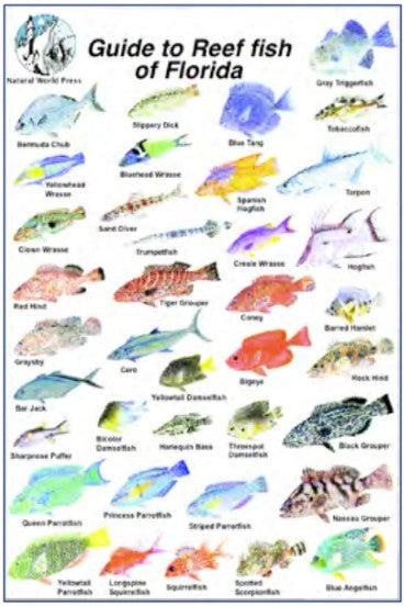Trident 6x9 Fish ID Cards Natural World Press Waterproof