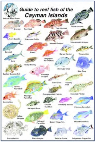 Trident 6x9 Fish ID Cards Natural World Press Waterproof