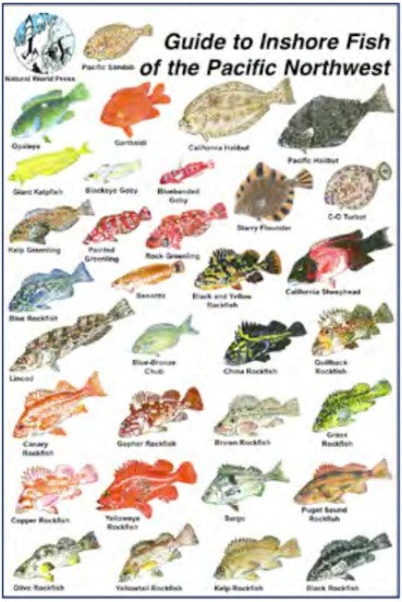 Trident 6x9 Fish ID Cards Natural World Press Waterproof