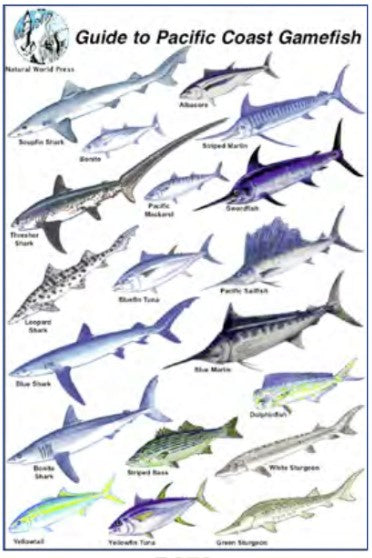 Trident 6x9 Fish ID Cards Natural World Press Waterproof