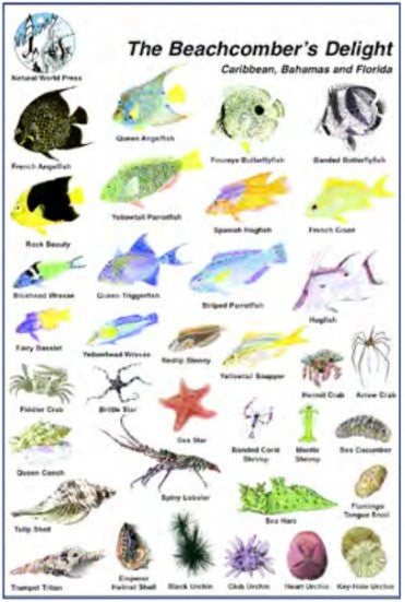 Trident 6x9 Fish ID Cards Natural World Press Waterproof