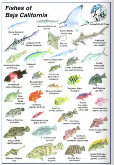 Trident 6x9 Fish ID Cards Natural World Press Waterproof