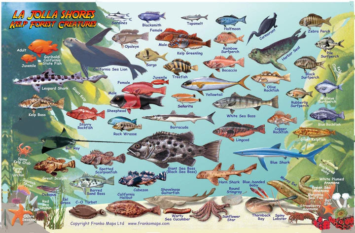 Franko's Laminated California Fish ID Cards with Dive Map