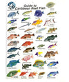 Caribbean Reef Fish ID Plastic Slate Card For Scuba Diving