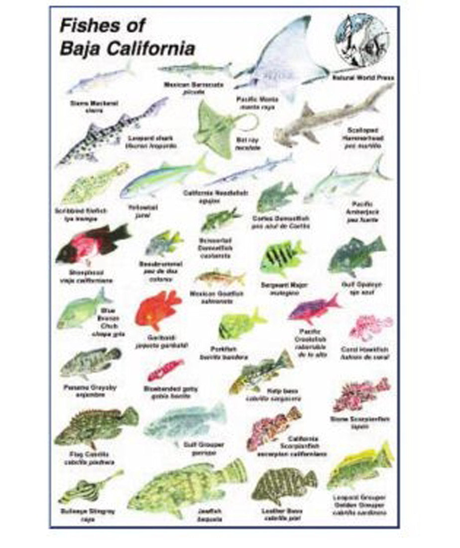 Natural World Press Fishes of Baja California Identification 6