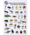Natural World Press Guide to Marine Invertebrates of Florida & the Caribbean Fish ID 6
