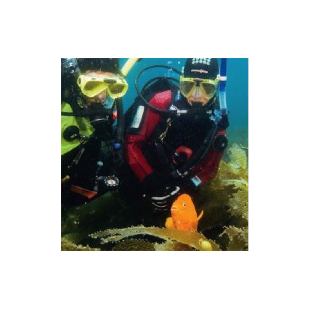 Padi eLearning Drysuit Diver Specialty Course For Diving Student