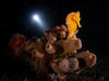 Kraken By I-Torch Hydra 2500 V2 Dive Light with RGB LED's