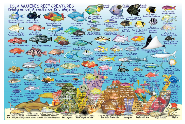 Franko Maps Caribbean 6x9 Fish ID Cards