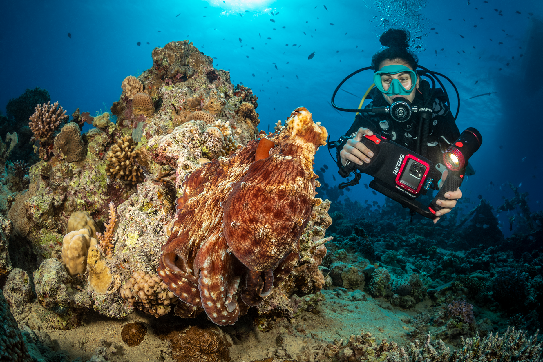 SeaLife SportDiver Underwater Smartphone Housing