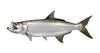 12 inch Fish Decal Stickers Wahoo, Mahi, White Seabass, Yell