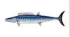 12 inch Fish Decal Stickers Wahoo, Mahi, White Seabass, Yell