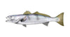 12 inch Fish Decal Stickers Wahoo, Mahi, White Seabass, Yell