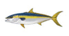 12 inch Fish Decal Stickers Wahoo, Mahi, White Seabass, Yell