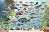 Franko's Laminated California Fish ID Cards with Dive Map