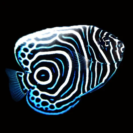 Black, blue, light blue, and white angelfish 
