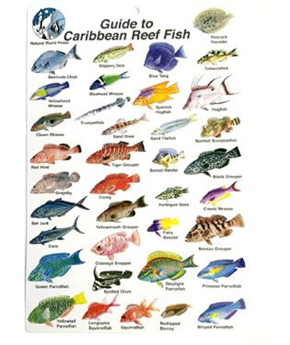 Guide to Reef Fish of Florida Mini ID Card