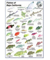 Natural World Press Fishes of Baja California Identification 6