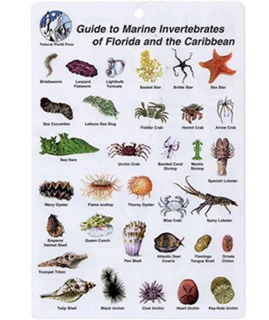 Natural World Press Guide to Marine Invertebrates of Florida & the Car