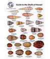 Natural World Press Common Shells of Hawaii and the Pacific ID Card 6