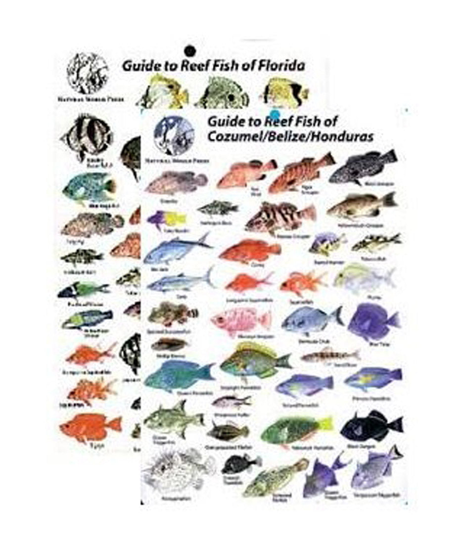 Natural World Press Guide to Reef Fish 5x7in Mini Pocket Size ID Card ...