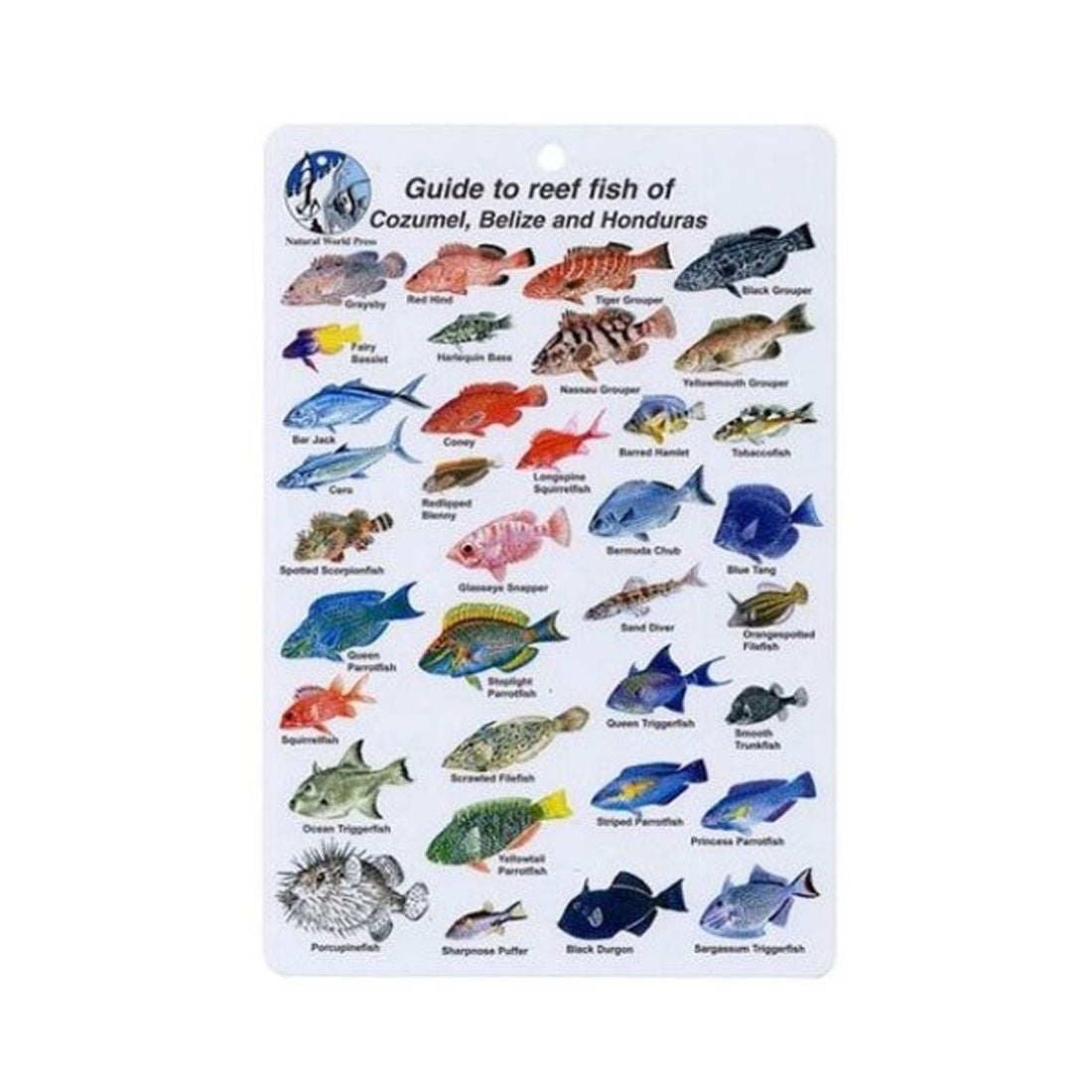 Trident B530 Mini Pacific Coast Fish Card